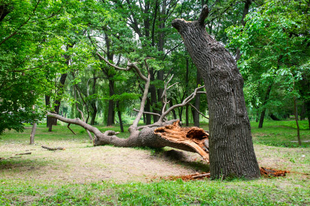 How Our Tree Care Process Works  in  Crooksville, OH