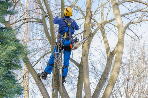 Best Tree Mulching  in Crooksville, OH